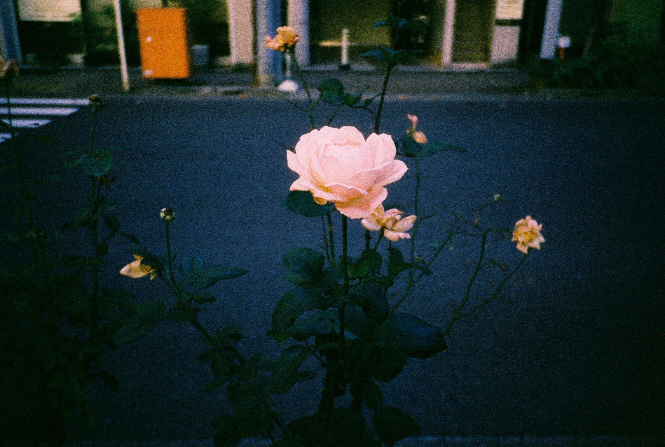 🎞️HARMAN PHOENIX II 200 カラーネガフィルム – にっしんカメラ